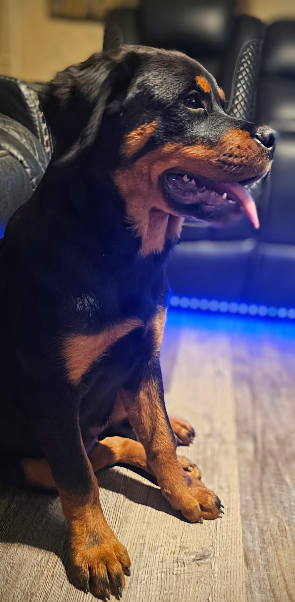 Rottweiler dog sitting