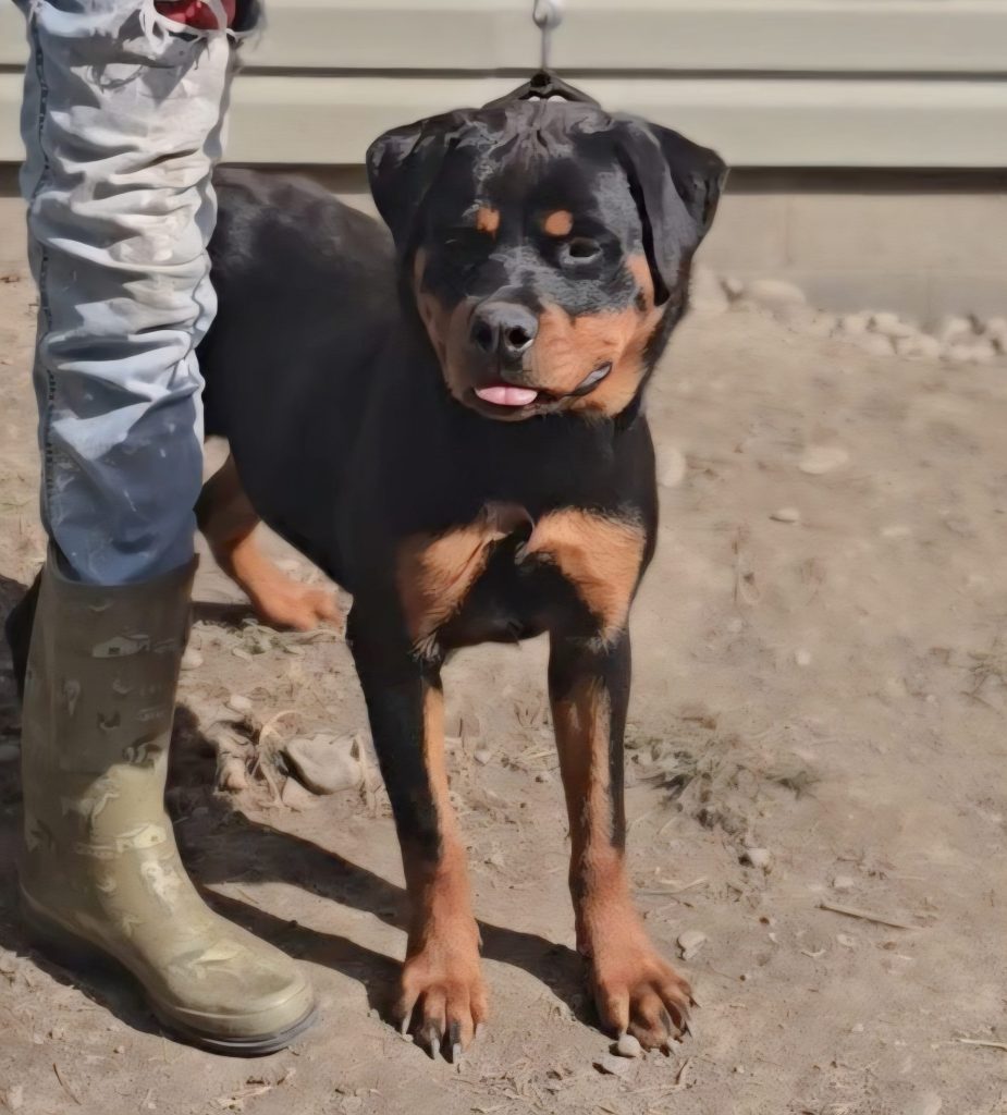 Rottweiler with a person