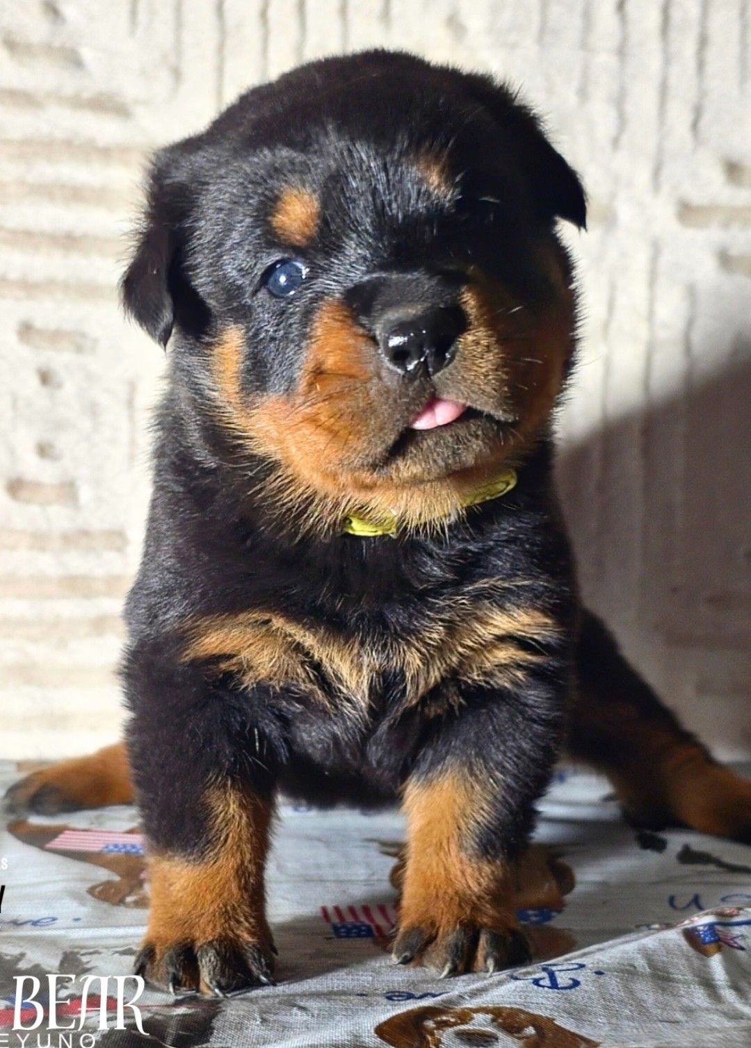 Rottweiler dog