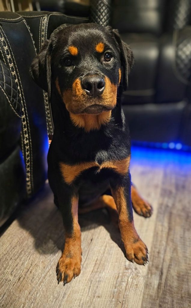 Rottweiler puppy looking forward