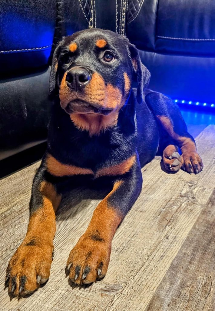 Rottweiler lying on the floor