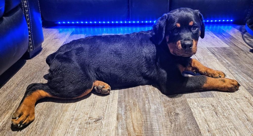 Rottweiler puppy lying down