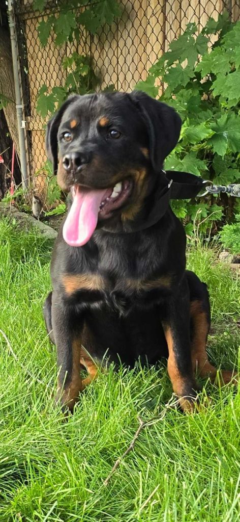 Rottweiler sitting in grass