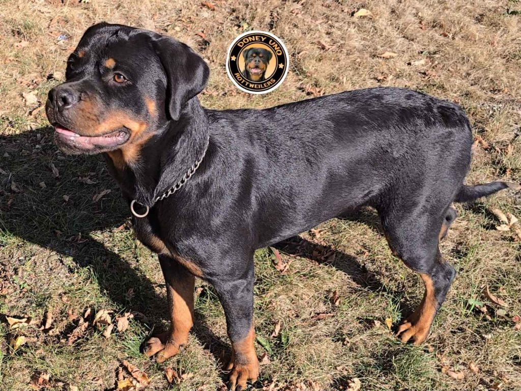 Rottweiler standing on grass