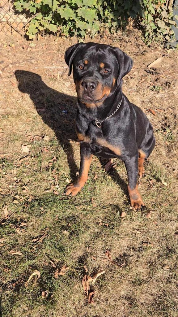 Rottweiler sitting on grass