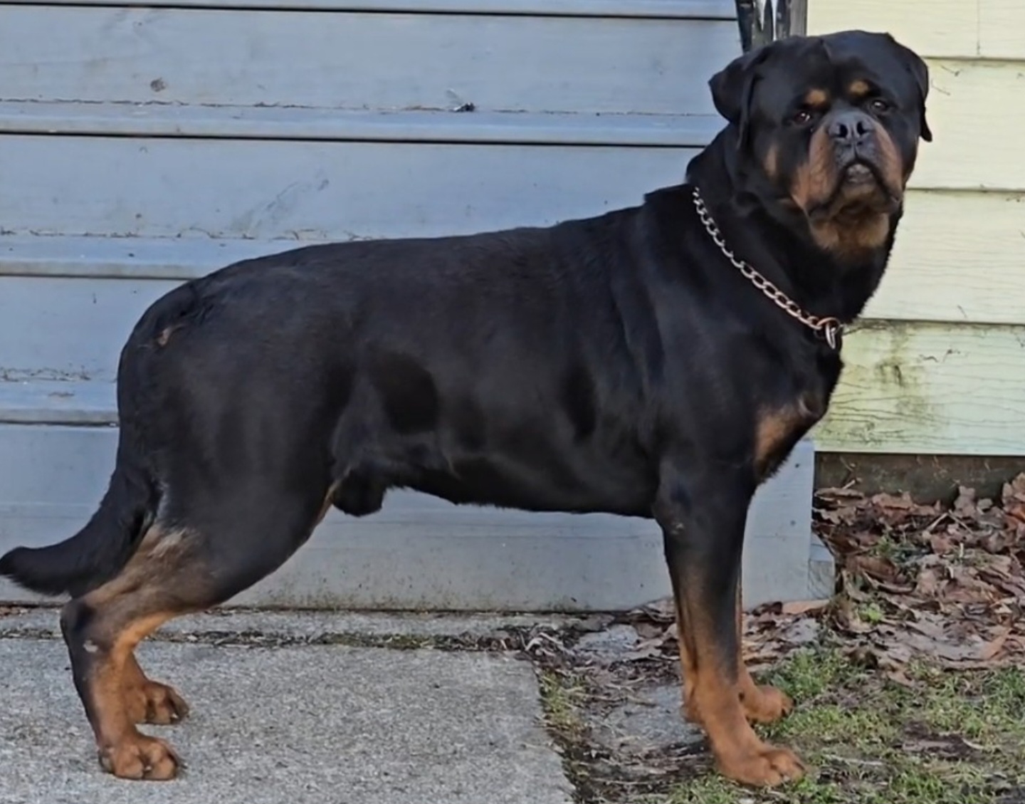 Rottweiler dog standing
